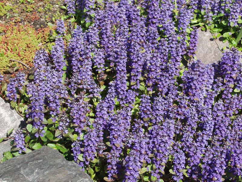 Perennat Korkeuden Mukaan Matalat Perennat Alle 30 Cm Ahosen perennat-korkeuden-mukaan-matalat-perennat-alle-30-cm-ahosen