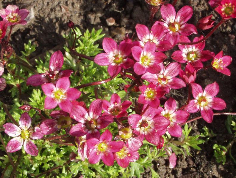 Perennat Korkeuden Mukaan Matalat Perennat Alle 30 Cm Ahosen perennat-korkeuden-mukaan-matalat-perennat-alle-30-cm-ahosen