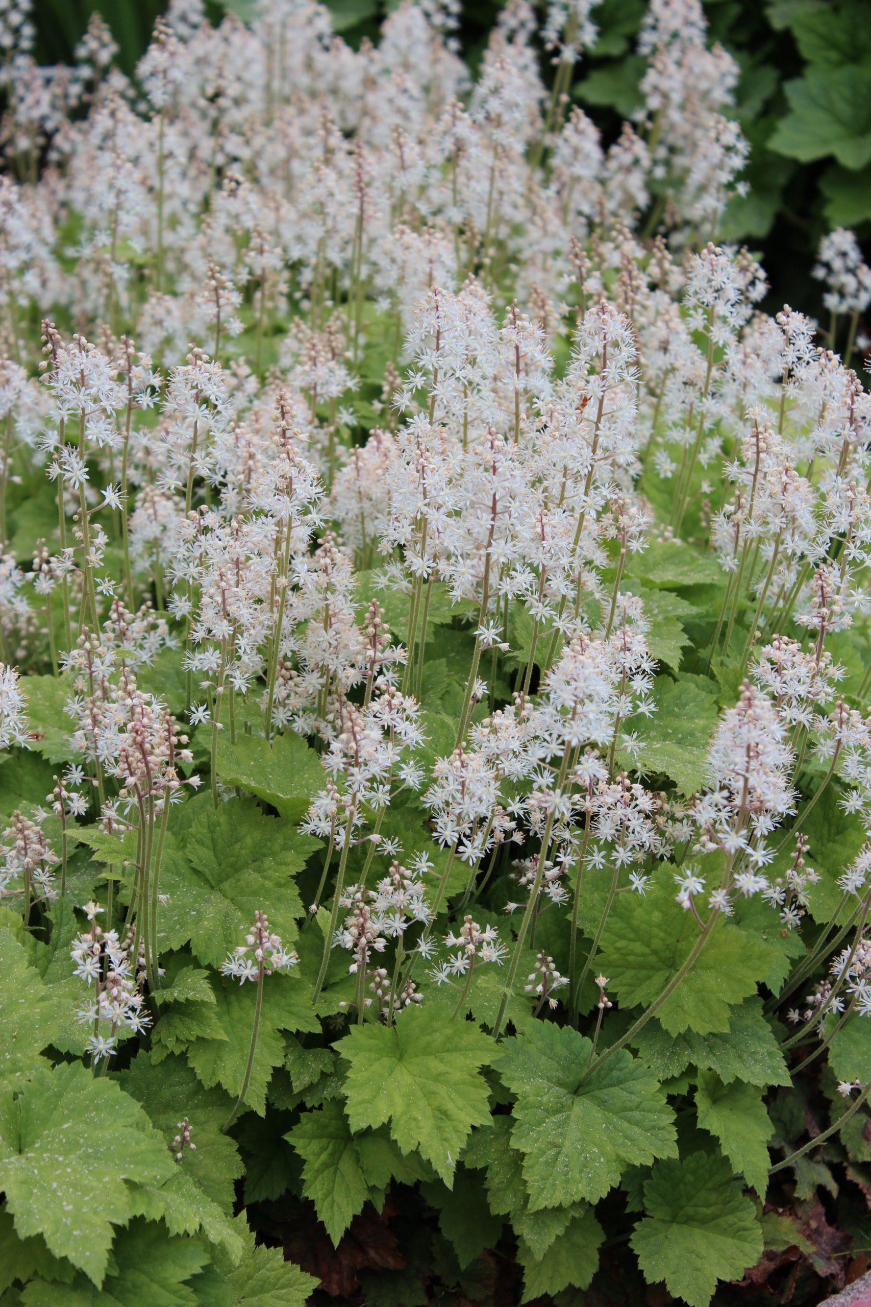R NSYTIARELLA Ahosen Taimisto Verkkokauppa r-nsytiarella-ahosen-taimisto-verkkokauppa