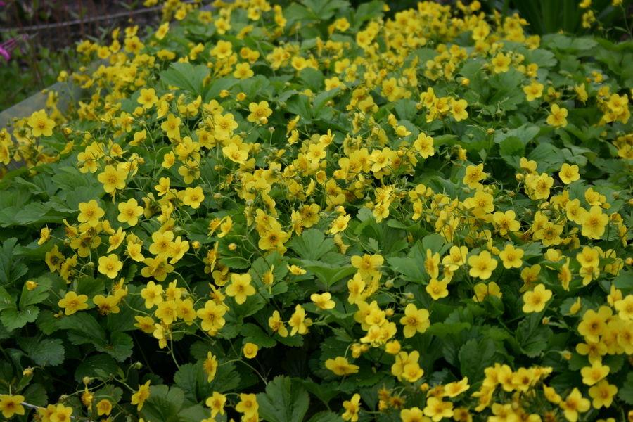 Perennat Korkeuden Mukaan Matalat Perennat Alle 30 Cm Ahosen perennat-korkeuden-mukaan-matalat-perennat-alle-30-cm-ahosen
