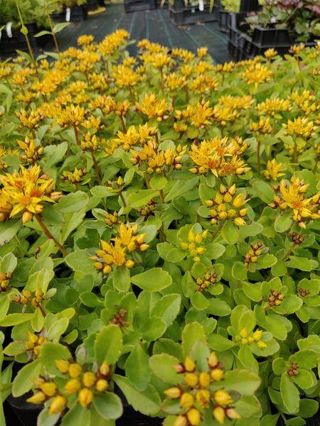 Perennat Korkeuden Mukaan Matalat Perennat Alle 30 Cm Ahosen perennat-korkeuden-mukaan-matalat-perennat-alle-30-cm-ahosen